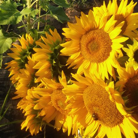 Growing Procut Gold Sunflowers