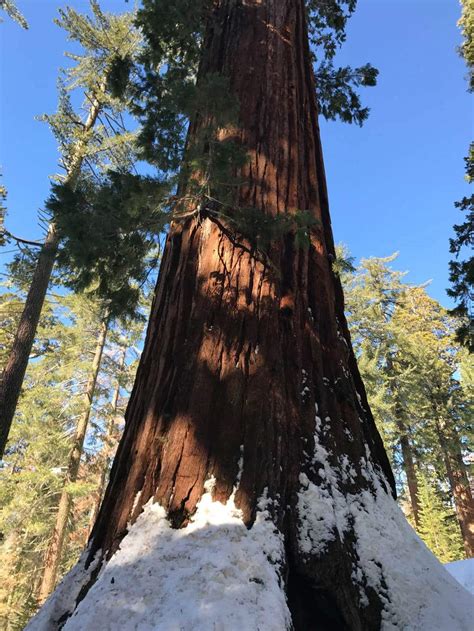 Kings Canyon Giant Sequoia General Sherman Tree 11 Go Hike It