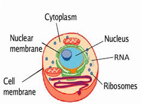 Maybe you would like to learn more about one of these? 10 Facts about Cytoplasm | Fact File