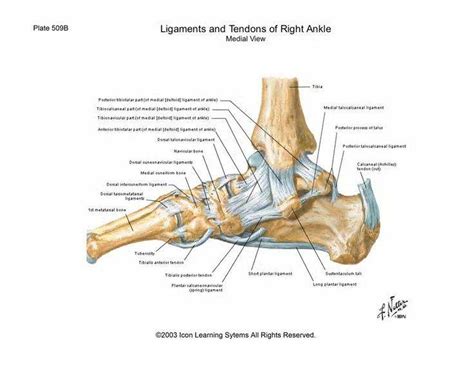 Anterior cruciate ligament injury wikipedia. Pictures Of Ankle Joint Ligaments