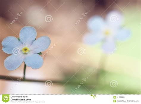 Little Blue Flower Stock Photo Image Of Flower Clear 121902986