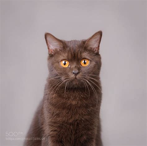 Brown British Shorthair Cat By Waldekwasiadbrowski Go4fotos British