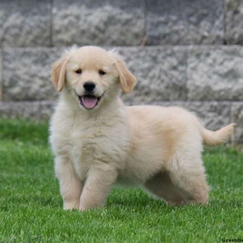 Golden retriever puppies are adorable, playful and smart. Golden Retriever Puppies For Sale | Greenfield Puppies