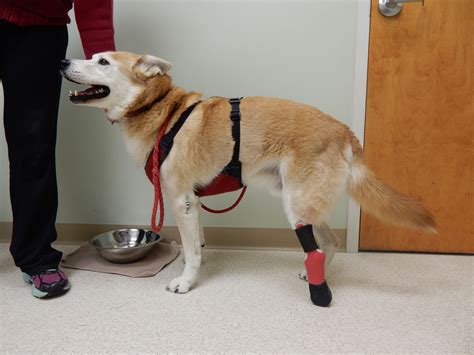 Prosthetic Legs And Paws For Dogs My Pets Brace Dogs Dog Leg Dog