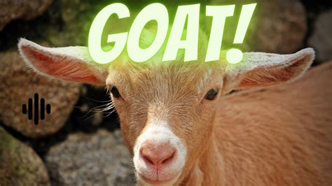 Goat Sound Youtube