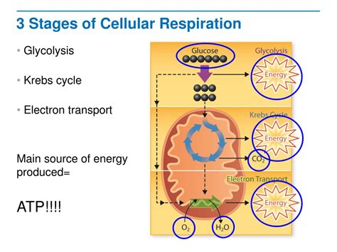 Ppt The Process Of Cellular Respiration Powerpoint Presentation Free