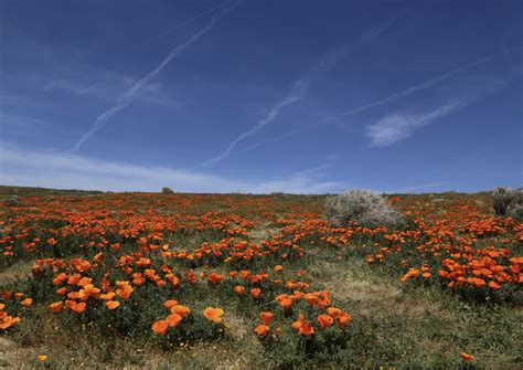 Field Of California Poppies Lancaster California A Prolif Flickr