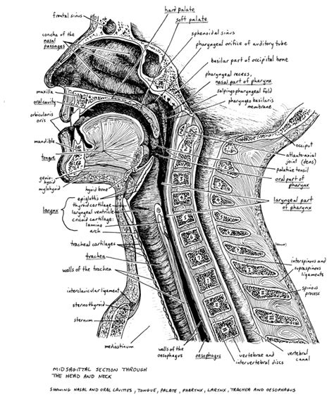 Anatomy Of Pharynx And Larynx Anatomy Drawing Diagram My XXX Hot Girl