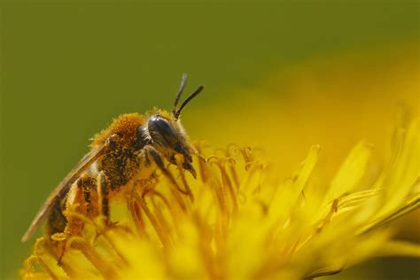 Honey Bee Wallpapers Wallpaper Cave