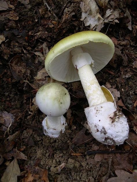 Death Cap Mushroom Amanita Phalloide Fraser Valley Invasive Species