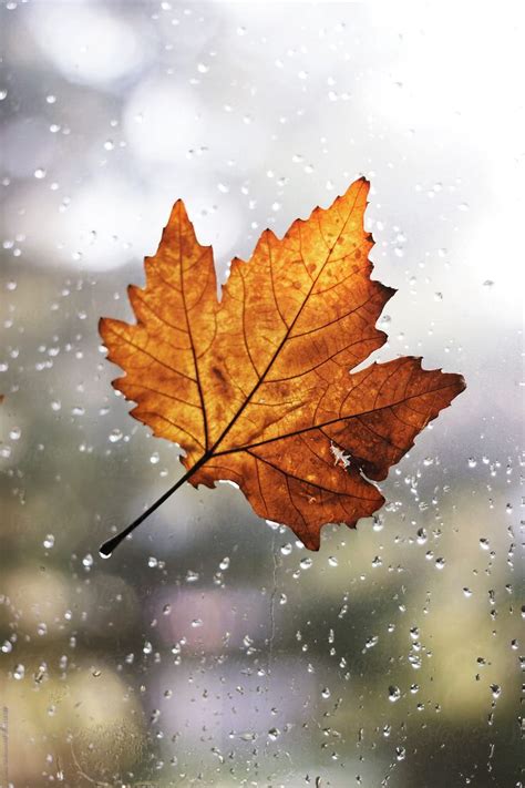 Maple Leaf With Rain Drops Attached On Window By Jovana Rikalo Autumn