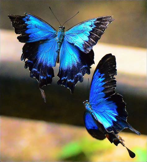 Butterfly Blue Beautiful Butterflies Butterfly Photos Butterfly