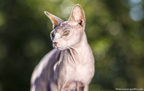 Interesting Facts About Sphynx Cats Just Fun Facts