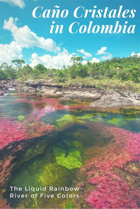 Check spelling or type a new query. Caño Cristales — Colombia's "River of Five Colors" | The ...