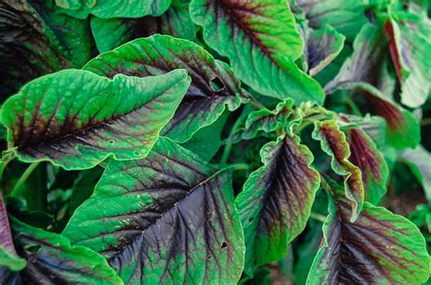 Red Callaloo Amaranth Seeds 600 Certified Organic Etsy