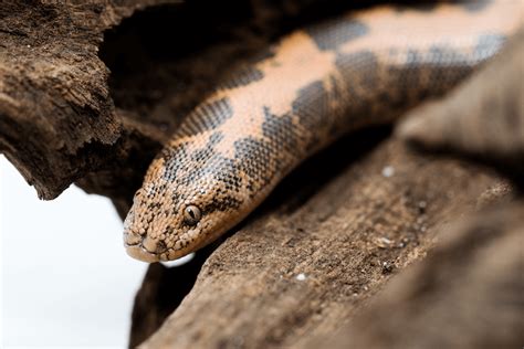 Kenyan Sand Boa 101 Everything You Need To Know More Reptiles