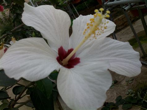 Kelopak bunga yang lima adalah lambang kepada rukun islam dan rukun negara. Petuapaje.blogspot.com: Bunga Kebangsaan Malaysia