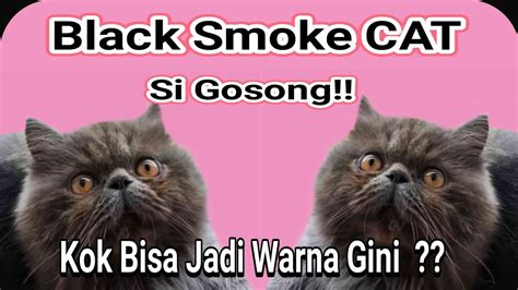 Mengenal Asal Usul Kucing Persian Peaknose Warna Black Smoke Kucing The Best Porn Website