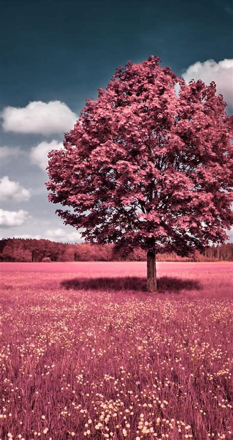 Beautiful Pink Flower Field Autumn Tree