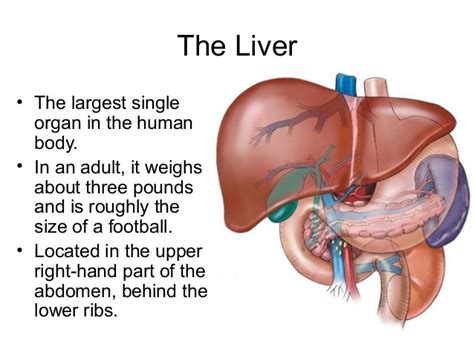 The liver is in the right upper quadrant of the abdominal cavity, just inferior to the diaphragm in the right superior part of the. Your liver