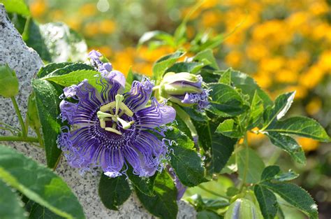 If anyone would like some floral arrangements for their thanksgiving day just let me know. Passiflora 'Blue Eyed Susan' at Coastal Maine Botanical ...