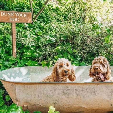 Our Top 10 Dog Friendly Hotels In The Cotswolds Two Plus Dogs