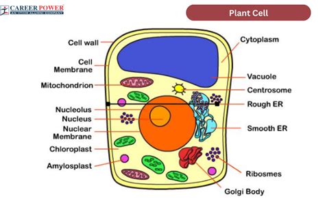 Eukaryotic Plant Cell Labeled Diagram
