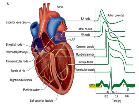 Electrophysiology Of Heart