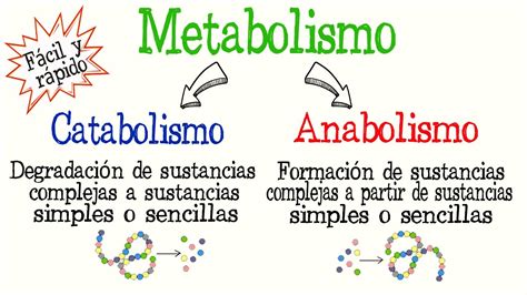 Anabolismo Y Catabolismo Diferencias Ejemplos Cuadro Comparativo