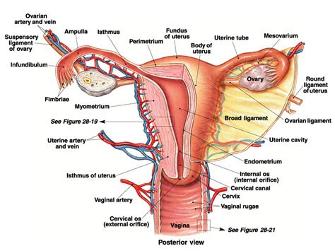 Woman Reproductive System Sectional View In Detail