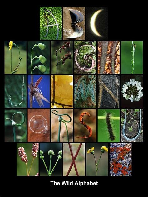 Nature Alphabet Alphabet Poster Alphabet Photography Digital Image