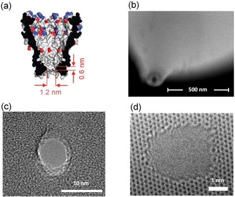 Structures Of Different Nanopore Types A Mspa Protein Nanopore 40