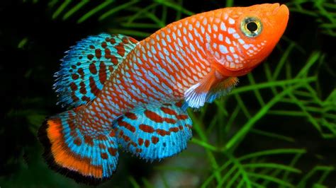 Kisaran harga filter aquarium kecil ini rp. 10 jenis ikan hias air tawar kecil cantik untuk aquarium ...