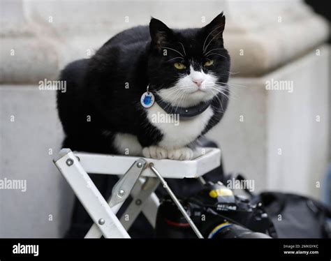 Palmerston The Foreign Office Cat Sits On A Photographers Ladder As