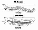 Centipede Millipede Millipedes Centipedes Difference Between Diagram Know Facts South Kids Vs Legs Eats Bats America There These Animal Animals sketch template
