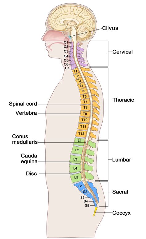 Labeled Diagram Of The Spine