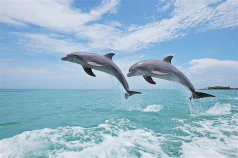 Common Bottlenose Dolphins Jumping In By Martin Ruegner