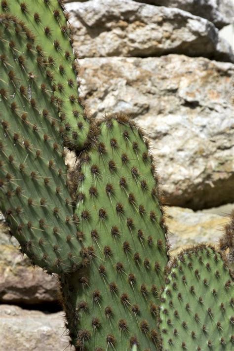 Green Cactus With Thorns On The Background Of Stones Stock Image