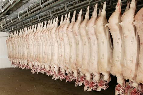 Us Tops Pork Exporters To China Despite Dispute Pig Progress