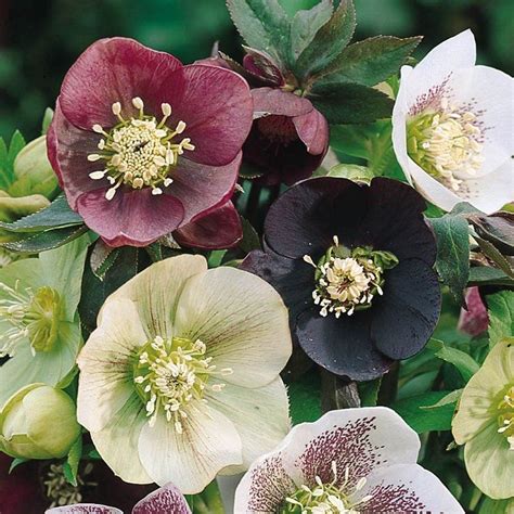 Maybe you would like to learn more about one of these? Top 10 Beautiful Shade - Loving Flowers | Shade loving ...