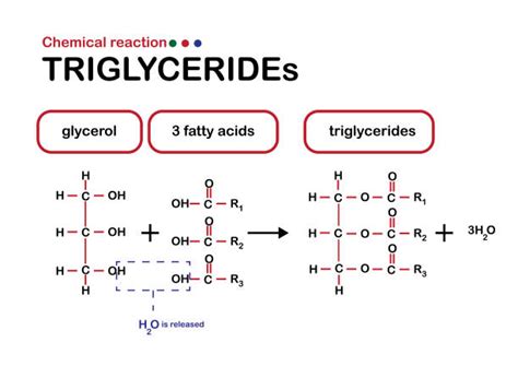 Triglyceride Structure Diagram