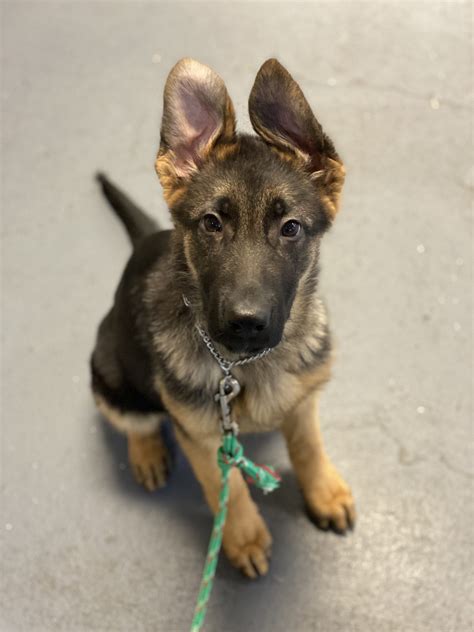 Fully Trained German Shepherd Ph