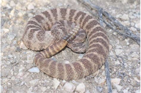 Exploration Of Toxic Tiger Rattlesnake Venom Advances Use Of Genetic Science Techniques
