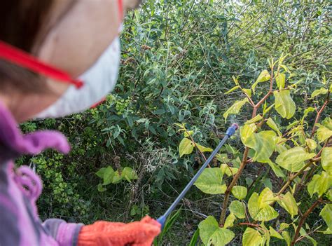 How can you kill japanese knotweed? Japanese Knotweed spraying by a horticulturist to kill ...