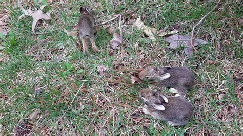 Baby Bunnies Found In My Back Yard Youtube