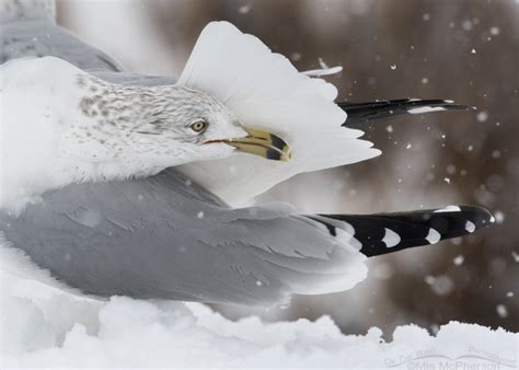 Preening Ring Billed Gull In A Snow Storm On The Wing Photography