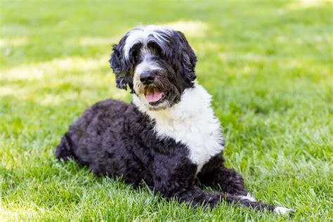 How Much Do Portuguese Water Dogs Cost