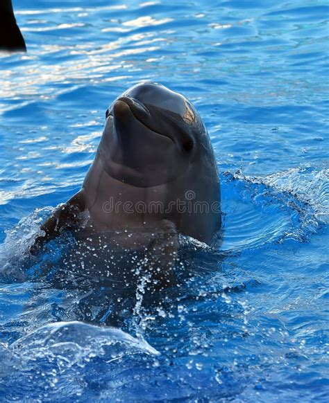 Dolphin In The Aquarium Stock Image Image Of Pool Marine 125775187