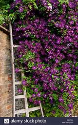 Pictures of Wall Climbing Flowers