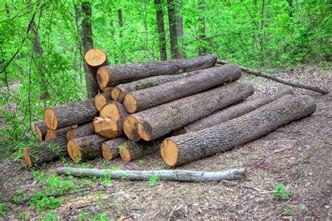 Timber Logs Stock Image Image Of Firewood Country Long 24221563